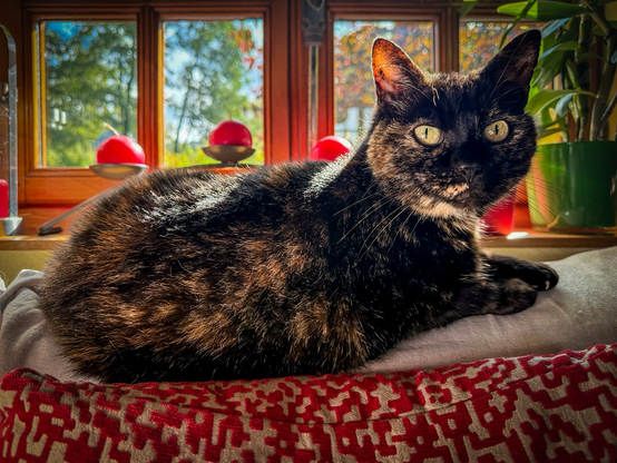 Chat écaille-de-tortue aux yeux verts, allongé sur un coussin près d’une fenêtre. À l’arrière-plan, on distingue des bougies rouges rondes et des plantes vertes, le tout éclairé par une lumière de fin de journée.