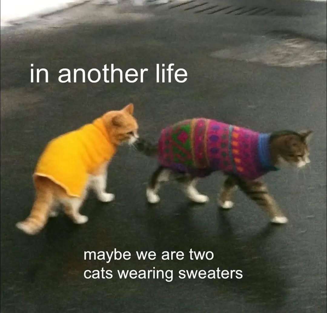Text: in another life, maybe we are two cats wearing sweaters
Image: two cats wearing sweaters