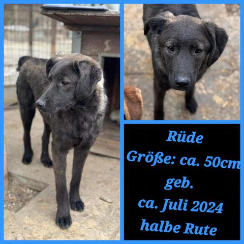 Großes Foto links 
Hund Owe steht auf Steinplatten, sein Kopf ist leicht zur Seite geneigt und er zeigt seine linke Gesichtshälfte. Owe hat ein wunderschönes schwarzbraunes Fell, aber nicht gestromt. Links neben ihm befindet sich ein Stützpfeiler aus hellem Holz. Hinter ihm sieht man schwach das Kennelgitter. Rechts hinter Owe ist eine Hütte in deren Öffnung ein anderer Hund liegt. 

Foto rechts oben 
Owe steht auf steinigem Untergrund. Er schaut nach vorne, nicht direkt in die Kamera. Sein Blick ist sanft und scheint besorgt. Sein rechtes Ohr steht leicht nach hinten und das linke Schlappohr hängt am Kopf herunter und sieht groß aus. Unten links im Bild ist das braune Ohr eines anderen Hundes zu sehen. 

Foto rechts unten 
Daten von Owe 
Rüde
Größe: ca. 50 Zentimeter 
geboren ca. Juli 2024
halbe Rute