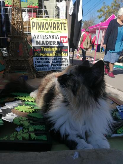 Gatita en la feria