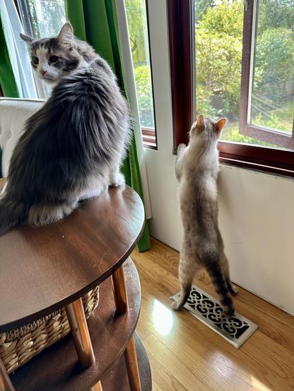 Thor, a fluffy grey and white half-Ragdoll cat, sitting on top of a dark brown wooden oval side table, with his body facing toward a window but his head turned back around to look behind him,
And
Doots, a one-eyed Lynx Point Siamese cat, standing on the floor on his back legs only, stretching his two front paws up to the window sill to look outside. His back is to us as he looks up into the sky. The birds are putting on a concert. 