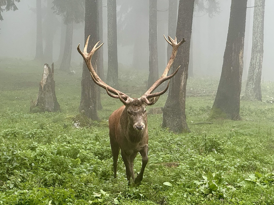 A red deer in a forest, 4 meters away, coming towards me. Foggy atmosphere, quite spooky.