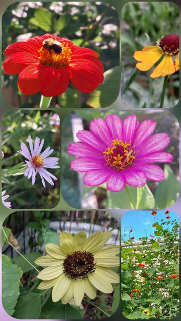 Collage from top left: bright orange tithonia with sleepy bee, bright yellow petals of helenium dipping just a bit, hot pink zinnia up close, orange blooms of tothonia against very blue sky, pale yellow sunflower hanging on, light purple aster