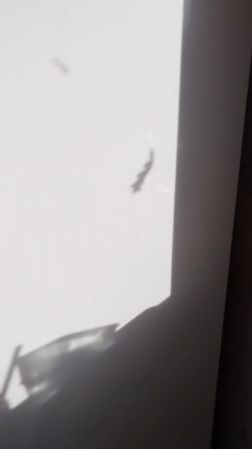 video shows a dancing shadow, panning out to reveal an oak leaf caught in a spider web, outside the window, and casting that shadow on my fridge door