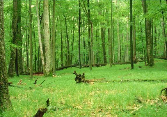 clearings for your event: photograph of a grassy clearing in the middle of a forest. Image attribution: Flickr user sheepguardingllama
