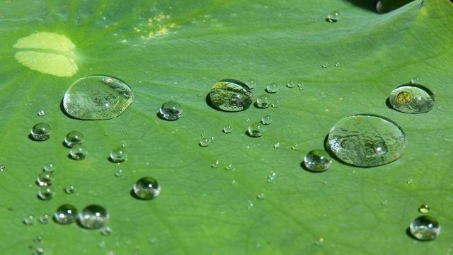 Water drops on a lotus leaf.