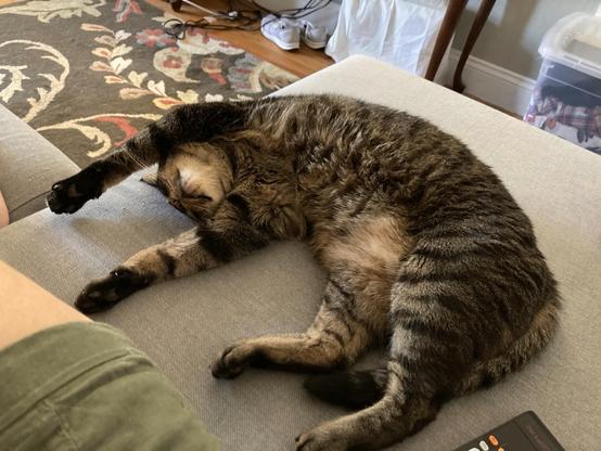 A cat