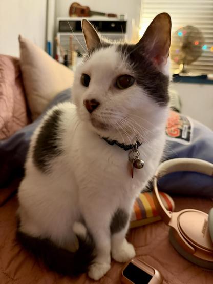 A white cat with black markings is sitting up on a cluttered couch. She seems to be waiting for something.