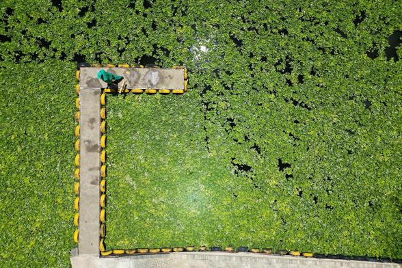 Water lettuce mat covering Vaal River in South Africa