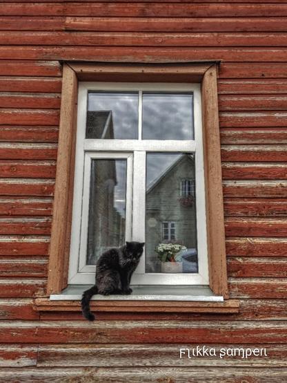 Cat sitting outside of a window.