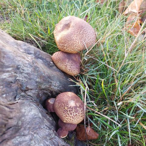 A few large, round mushrooms by a stump of a tree in grass. The mushrooms are yellow with a brown crackled top.
