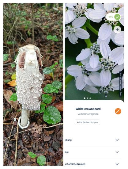 Zweigeteiltes Bild: Links ein schon verwesender Tintling, rechts Ein  Vorschlag von Flora incognita, eine blühende Pflanze zu erkennen.