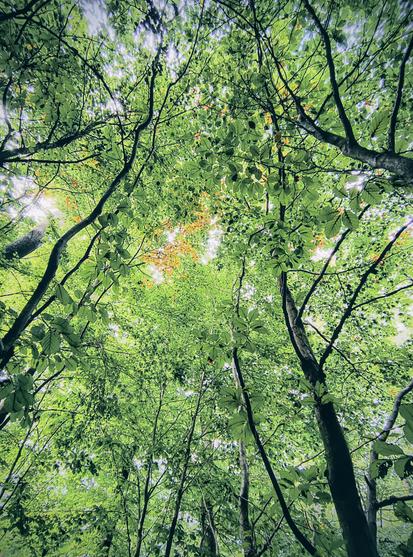 Blick Richtung Himmel in einem Buchenwald voller grüner Blätter, wobei sich ein paar Blätter besonders in der Bildmitte schon in herbstlichen gelb zeigen. Ein paar dünnere Stämme und Äste ragen seitlich Richtung Bildmitte.