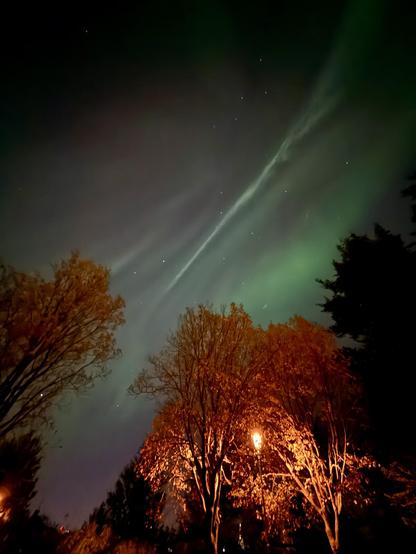 Green northern lights dance with trees in the foreground 