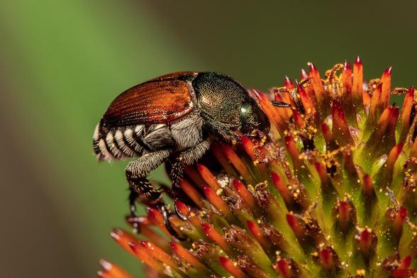 Macro closeup of a Japanese Beetle on a purple coneflower in my garden