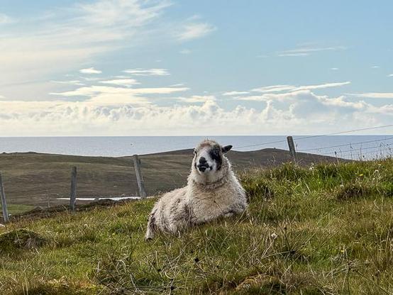 Shetland sheep - Lambie