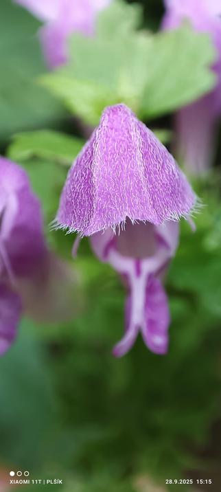 The enlarged photograph shows a purple flower with a large upper lip-shaped cover, beneath which the rest of the flower can be seen in the form of an intricately shaped tube. Only the upper lip is in focus, and it can be seen that it is very hairy.
The rest of the photograph shows other blurred purple flowers and green vegetation. 