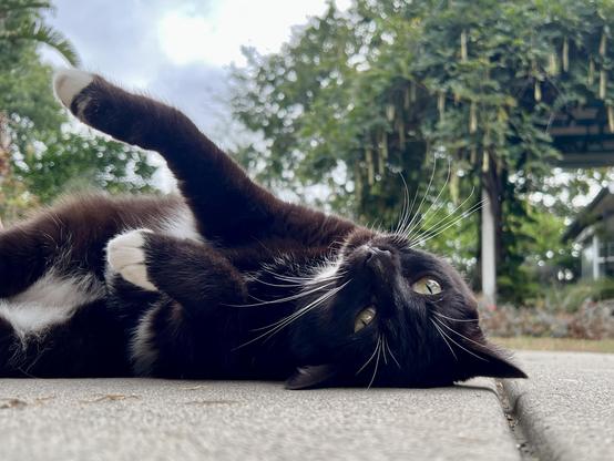 Brown tuxedo cat lounging upside down on a concrete backyard patio, in the background is greenery under a grey sky