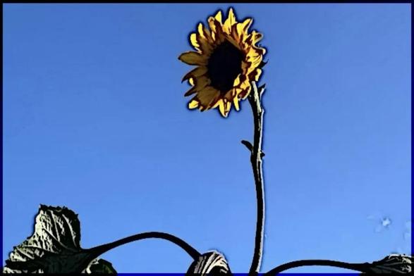 Sonnenblume vor blauem Himmel - Gartengeschichten