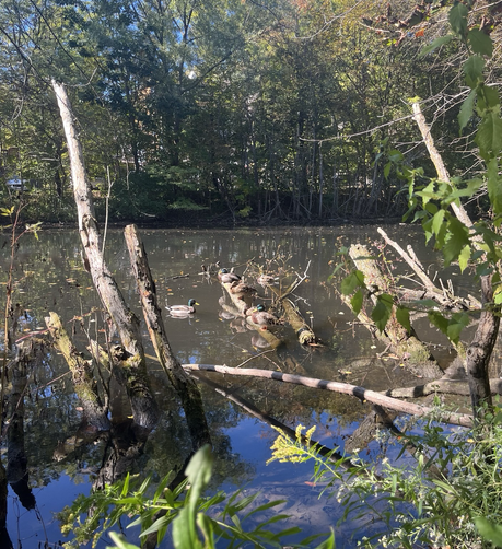 Ducks in the sun