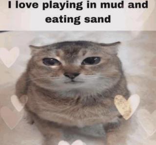 A photo of a cat captioned "I love playing in mud and eating sand".