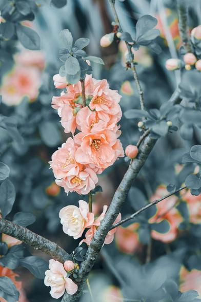 A vertically oriented image that is bisected by a branch which has a sprig of rose-type flowers that are peach colors sticking vertical out of it with unopened buds in the near fields and many open flowers fuzzy and far away and the leaves are not very green probably because I color graded it.