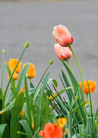 Vertically oriented photo where some peach colored toolips are in focus towards the right side of the frame and curving inward while some seed pods are on the other way and also curling in.  Yellow tulips are a bit out out of focus and further away and a red or orange one is closer and out of footage and there is something grey like a road in the very far field.