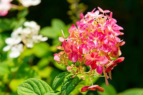 A big cluster of purple flowers fills much of the right side of the frame which is mostly dark,  below it are some green leaves with a lot of texture, particularly dark gren lines,  a cluster of white flowers is out of focus far away and to the left as well as more leaves