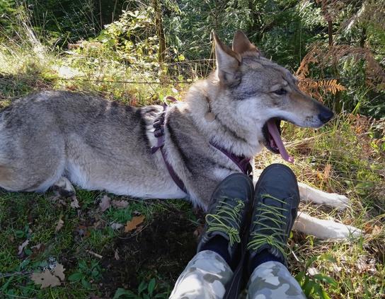 Same dog, now yawning widely with her tongue flat and curled at the tip like a spoon.