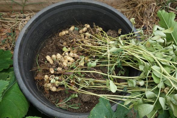 Plants de cacahuètes fraîchement arrachés avec les cosses encore attachées.