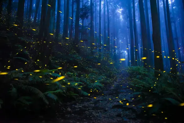 Fireflies in a forest.