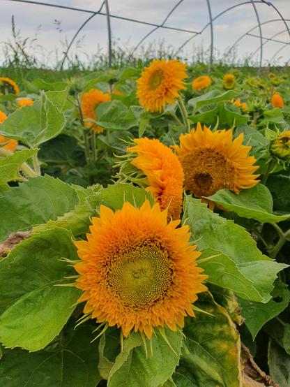 Es sind viele gefüllte, orange Sonnenblumen zu sehen. Im Hintergrund ist ein Gerüst eines Folientunnels ohne Folie zu sehen 
