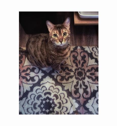 Neko bengal cat with wide eyes looking up at his Dad hoping to get a bit of his fish and chips dinner. The intricate rug design adds an artistic touch to the cozy scene of Neko’s begging technique to obtain a bit of cod lol