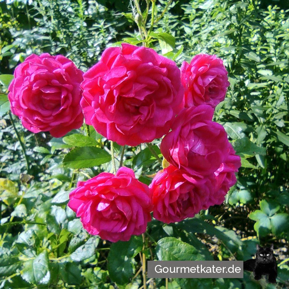 Im Garten