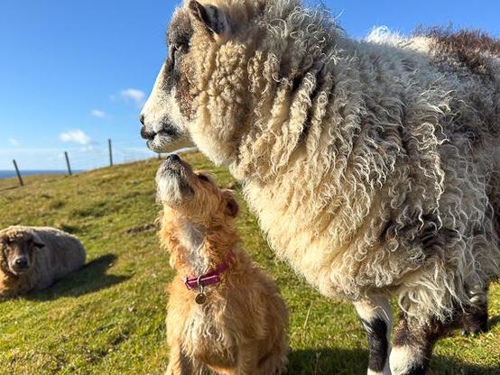 dog and sheep