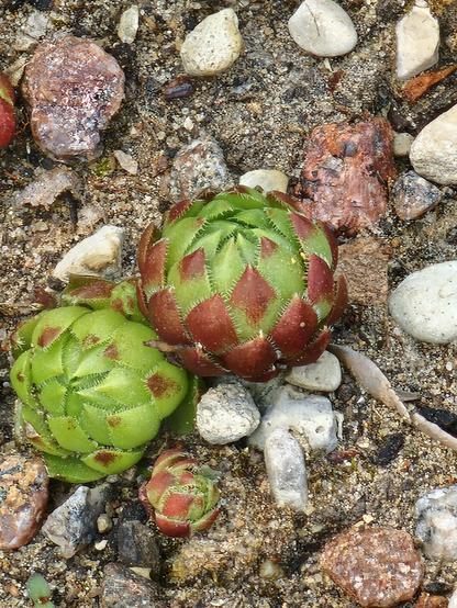 Close-up of three green and red succulent rosettes, likely Sempervivum or Jovibarba, nestled among small rocks and soil. The largest rosette in the upper right features prominent red tips on its green leaves, while the smaller rosettes are primarily green with some reddish hues.