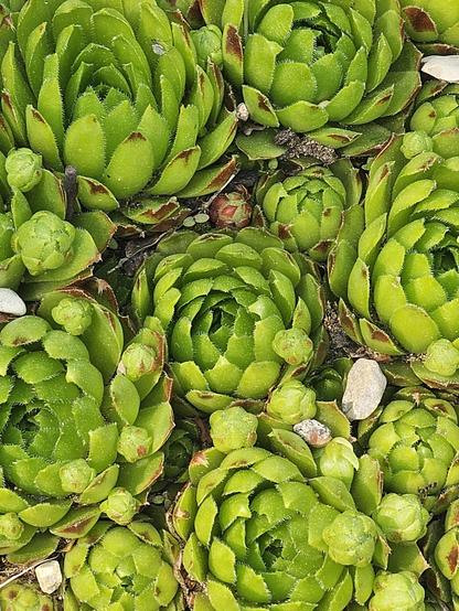 A close-up, overhead view of a dense cluster of vibrant green Hens and Chicks (Sempervivum) succulents, featuring numerous rosettes of varying sizes and a few small stones scattered among them.