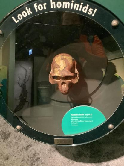 Dmanisi #Hominins,[1][2][3] Dmanisi people,[4] or Dmanisi man[5] were a population of Early #Pleistocene hominins whose fossils have been recovered at Dmanisi, Georgia. The fossils and stone tools recovered at Dmanisi range in age from 1.85 to 1.77 million years old,[6][7][8] 
