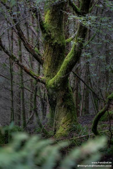 A serene and enchanting forest scene, showcasing a majestic tree trunk covered in vibrant green moss, standing as a testament to nature's beauty and resilience. The surrounding woods are filled with slender trees and branches, creating a peaceful, almost mystical atmosphere. The soft, natural light filters through the canopy, highlighting the lush greenery and the intricate textures of the forest floor. The image captures the quiet magic and timeless charm of the great outdoors.