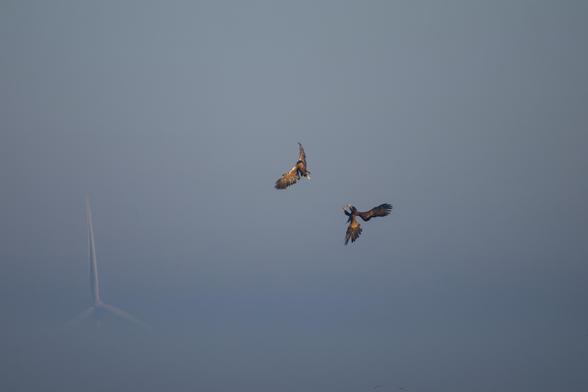 Adult and juvenile white-tailed eagles (Haliaeetus albicilla) doing some acrobatics in midair. Through the fog, on the left bottom corner a windmill can be seen.