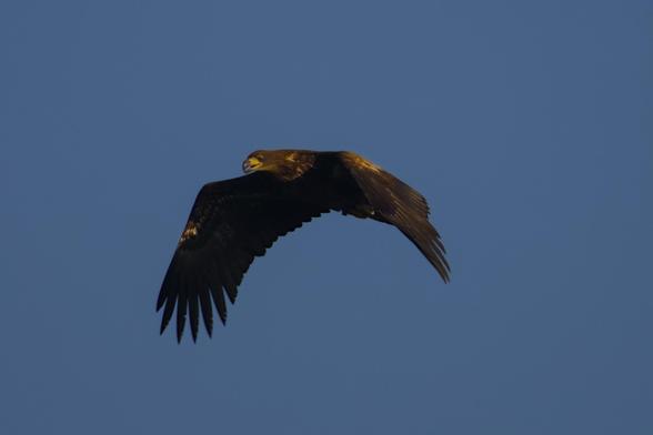 Juvenile white-tailed eagle (Haliaeetus albicilla) in flight against the slightly hazy, blue sky. Its wings on a downstroke