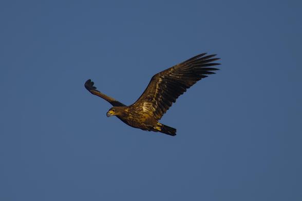 Juvenile white-tailed eagle (Haliaeetus albicilla) in flight against the slightly hazy, blue sky. Its wings on an upstroke.