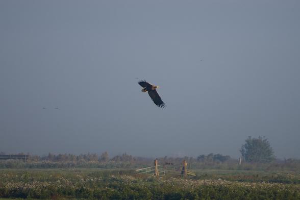 Adult white-tailed eagle (Haliaeetus albicilla) flying over the marshy polder landscape. This photo gives a little bit more context about their epic size, as these can have a wingspan of over 2 meters. On the fence below the eagle, a few starlings are huddled together, perhaps relieved they don't seem to be today's prey.