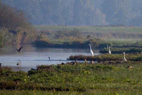 Two great egrets, two herons, a cormorant in the water, a duck flying up, some wigeons in the grass a goose and more all gathered around a pond in this piece of marshland.