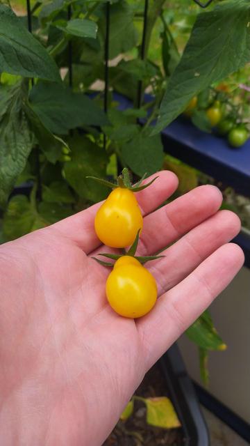 Photo of my hand holding 2 yellow submarine tomatoes that I just harvested.