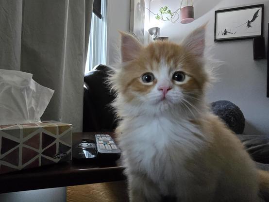 A slightly blurry picture of a fluffy almost 7 week old kitten, he's mostly orange with white on his nose and chest. His facial expression is one of indecision, of which member of the household he should terrorize next, possibly the photographer?