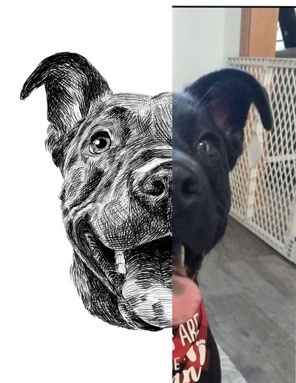 Black and white drawing of a dog named Harley, with the right half of the image being the reference.