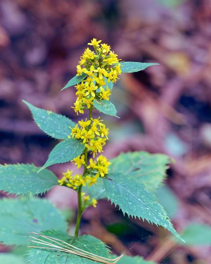 Plant with a single stem with lots of little tiny yellow flowers with alternate leaves with serrated edges with blurred out brown sticks and fallen leaves in the background