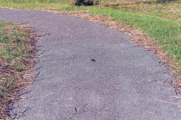 A fine gravel path rises up from the bottom of the path with grass on the outside on both sides,  curving to the left.  In the middle of a frame there's a small scat that was left by a fox because that's where they leave it.