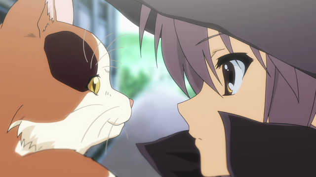 A calico cat looking directly at the face of a girl (Yuki).